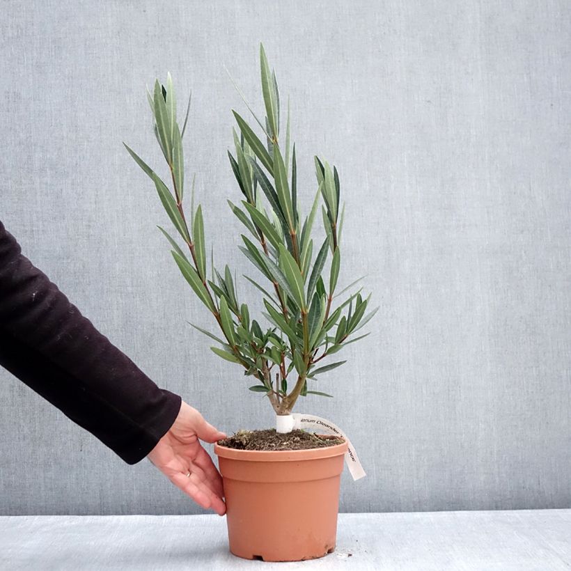 Adlefa - Nerium oleander Provence Maceta 3L/4L Ejemplar entregado en invierno