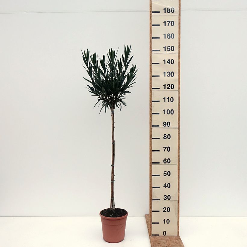 Ejemplar de Adlefa - Nerium oleander Provence Maceta 6L/7L entregado en otoño