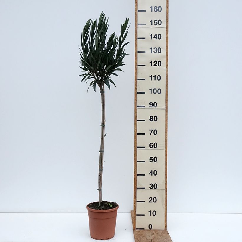 Adlefa - Nerium oleander Provence Maceta 6L/7L Ejemplar entregado en invierno