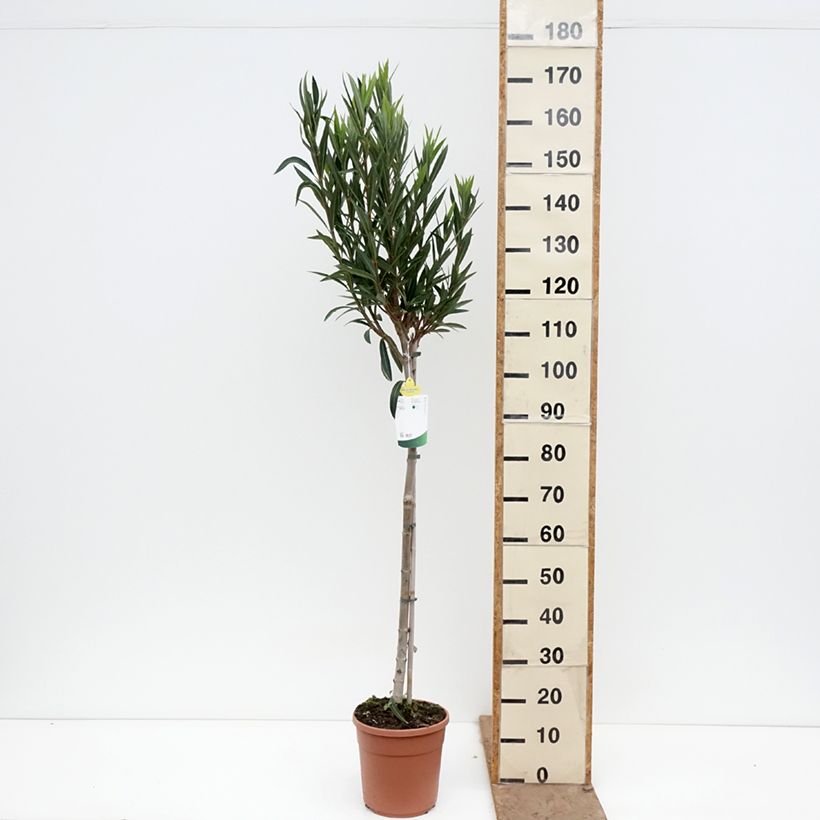 Adelfa - Nerium oleander Provence Maceta 6L/7L, Medio tallo Ejemplar entregado en la primavera