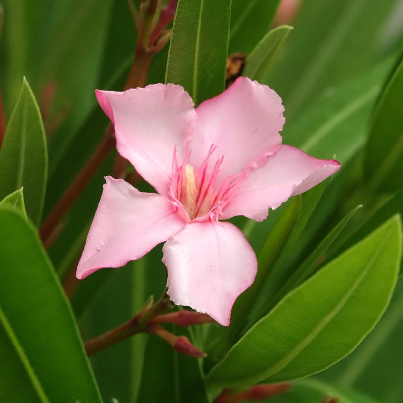 Nerium oleander Sealy Pink – Adelfa (Floración)