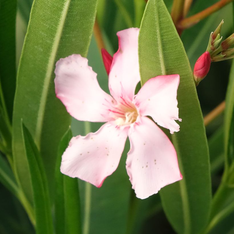 Adelfa - Nerium oleander Soeur Agnes (Floración)