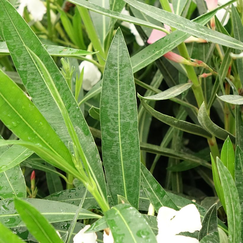 Adelfa Tricolor - Nerium oleander (Follaje)