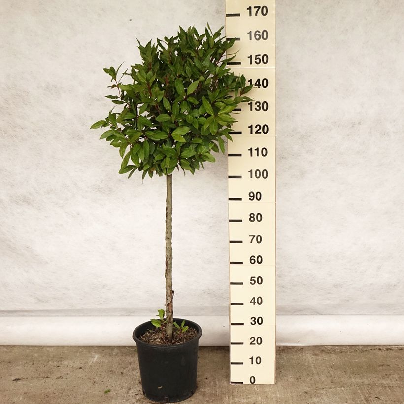 Laurel - Laurus nobilis Maceta 12L/15L Ejemplar entregado en la primavera