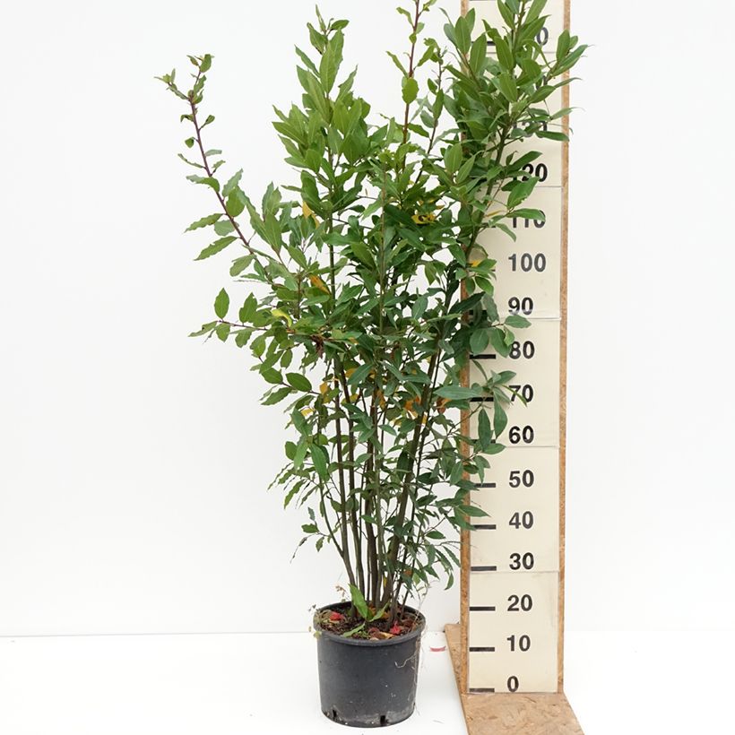 Ejemplar de Laurel - Laurus nobilis Maceta 7,5L/10L entregado en otoño