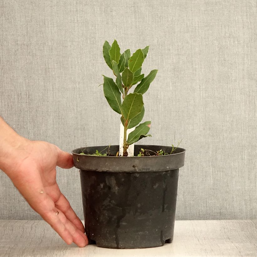 Ejemplar de Laurel Little Laura - Laurus nobilis Maceta 3L/4L entregado en verano