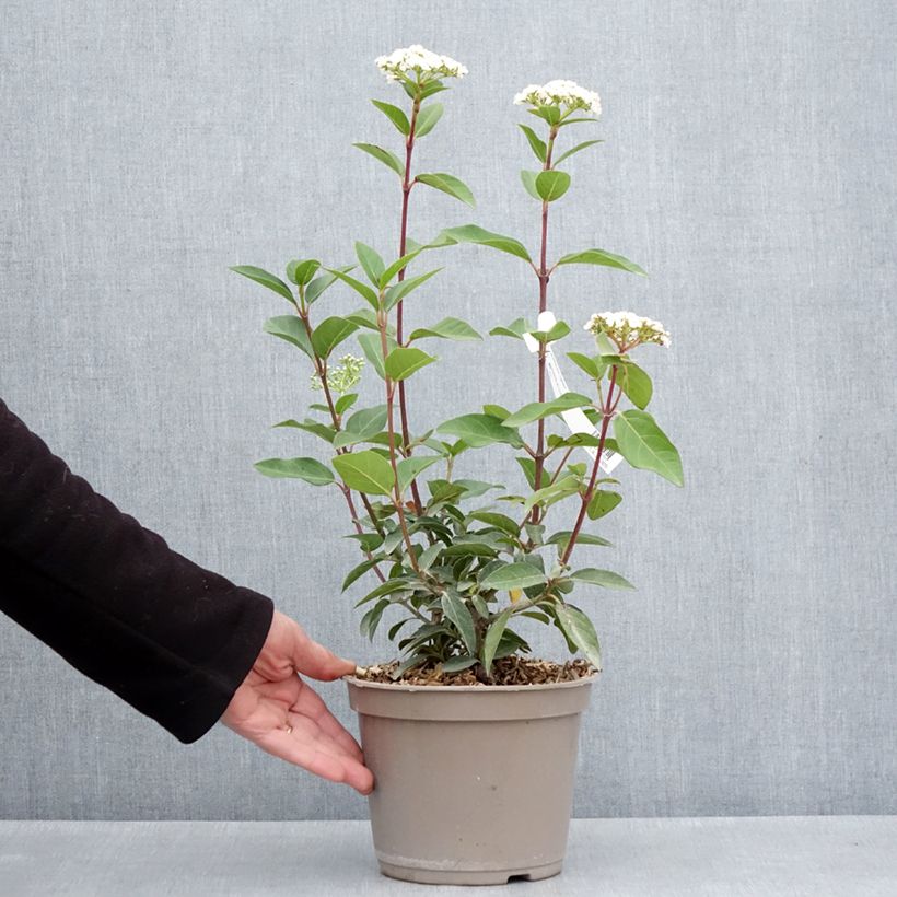 Viburnum tinus Giganteum - Durillo Maceta 3L/4L Ejemplar entregado en la primavera