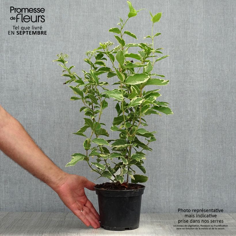 Ejemplar de Viburnum tinus Variegatum - Durillo Maceta 2L/3L entregado en otoño