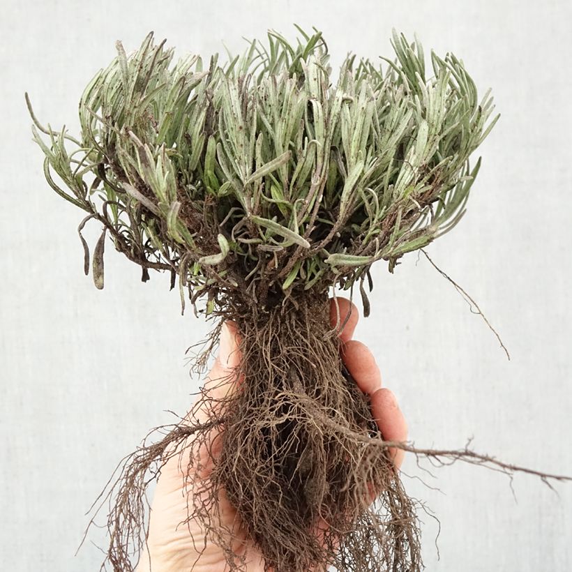 Lavanda angustifolia Munstead Raíces desnudas Ejemplar entregado en invierno