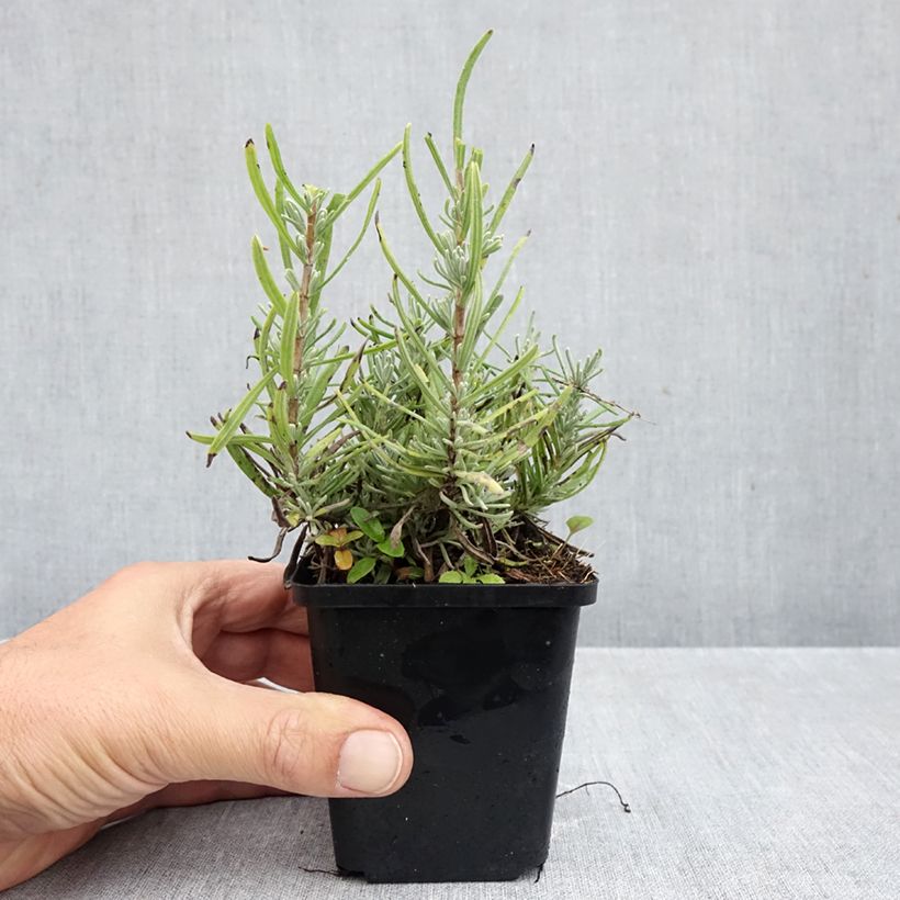 Ejemplar de Lavanda angustifolia Arctic Snow Maceta de 8/9 cm entregado en otoño