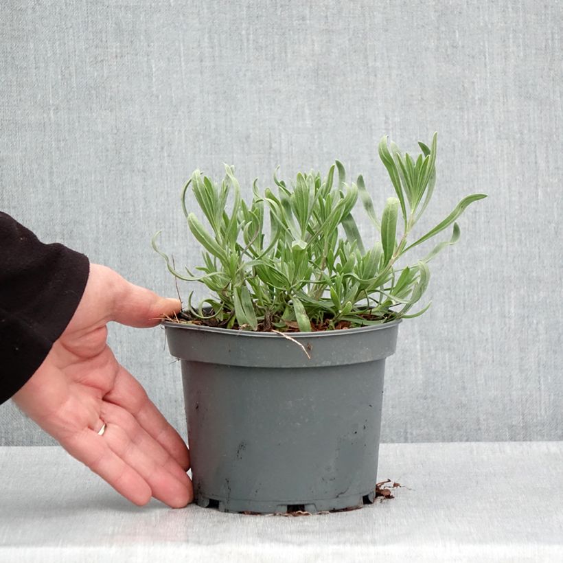 Lavanda aspic - Lavandula latifolia Maceta 1,5L/2L Ejemplar entregado en la primavera