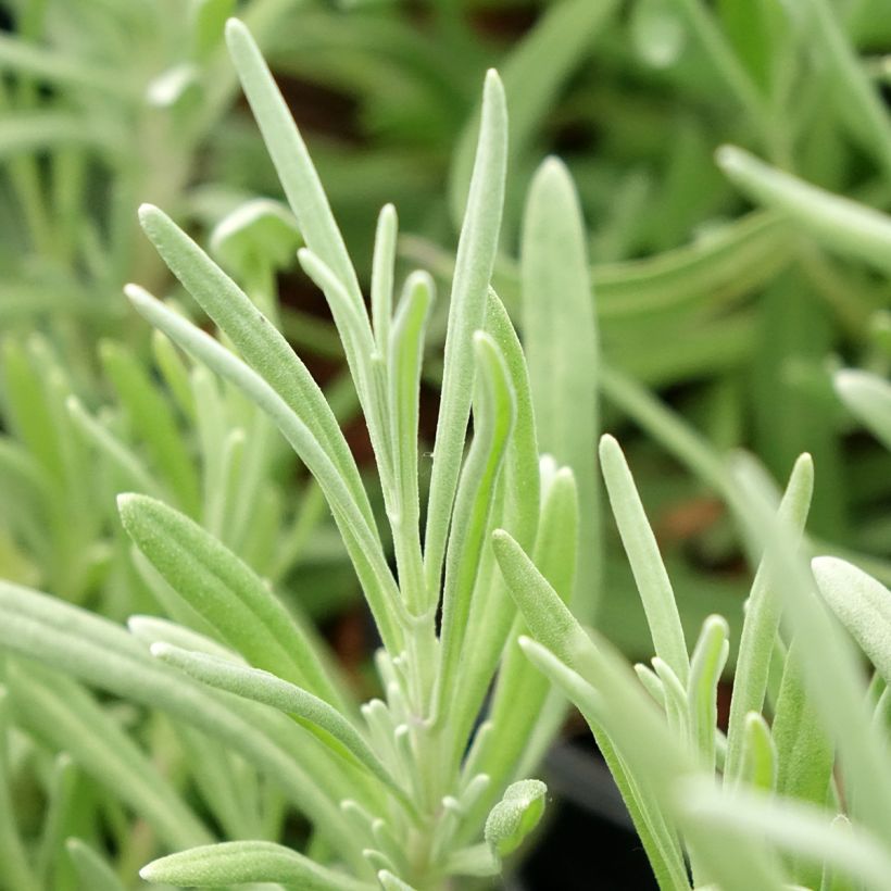 Lavanda aspic - Lavandula latifolia (Follaje)