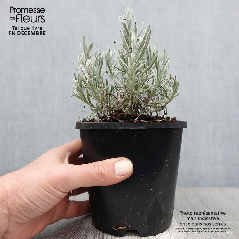 Ejemplar de Lavanda intermedia Edelweiss - Lavandín Maceta 1,5L/2L entregado en otoño