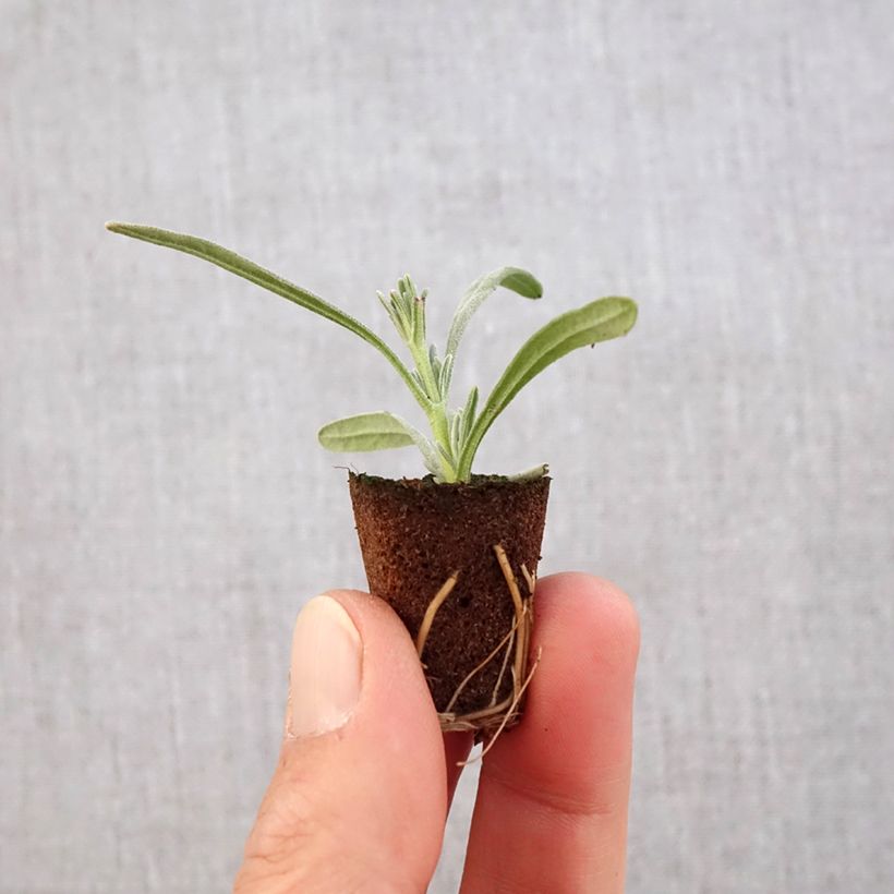 Lavanda intermedia Edelweiss - Lavandín minicepellón: Ø 3/4 cm Ejemplar entregado en la primavera