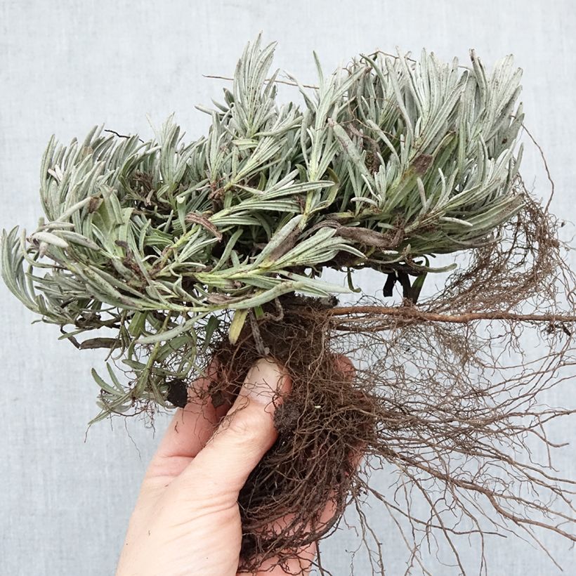 Lavanda intermedia Edelweiss - Lavandín Raíces desnudas Ejemplar entregado en invierno