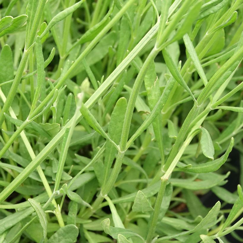Lavanda intermedia Sensational! - Lavandín (Follaje)