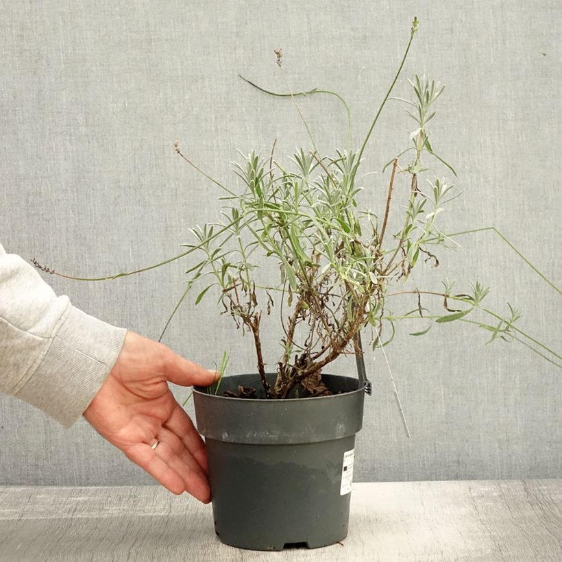 Ejemplar de Lavanda intermedia Sensational! - Lavandín Maceta 2L/3L entregado en otoño