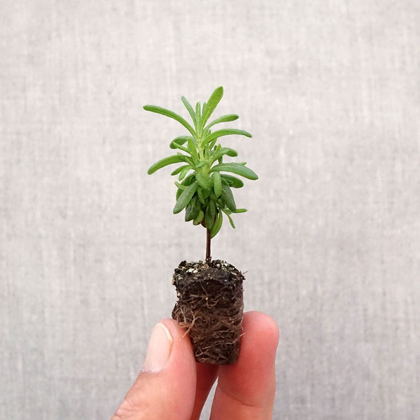 Ejemplar de Lavanda stoechas Bandera Deep Purple - Cantueso minicepellón: Ø 1,5/2,5 cm entregado en otoño