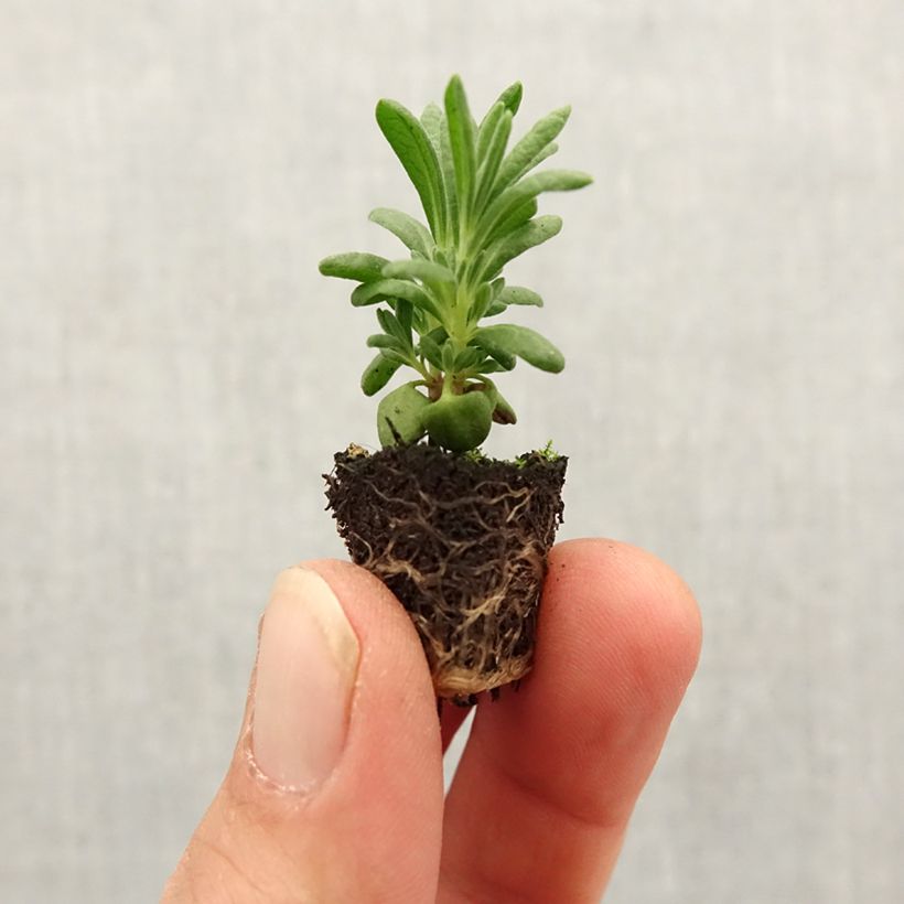 Lavanda stoechas Bandera White - Cantueso minicepellón: Ø 1,5/2,5 cm Ejemplar entregado en la primavera