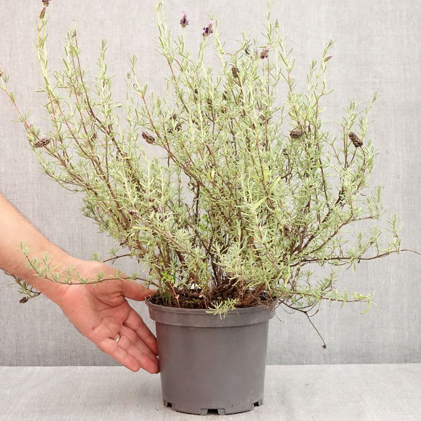 Ejemplar de Lavande papillon Madrid Purple - Lavandula stoechas Pot de 3L/4L entregado en otoño