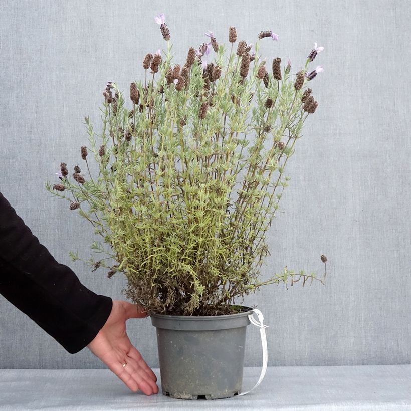 Lavandula stoechas Madrid Purple - Cantueso Maceta 3L/4L Ejemplar entregado en invierno