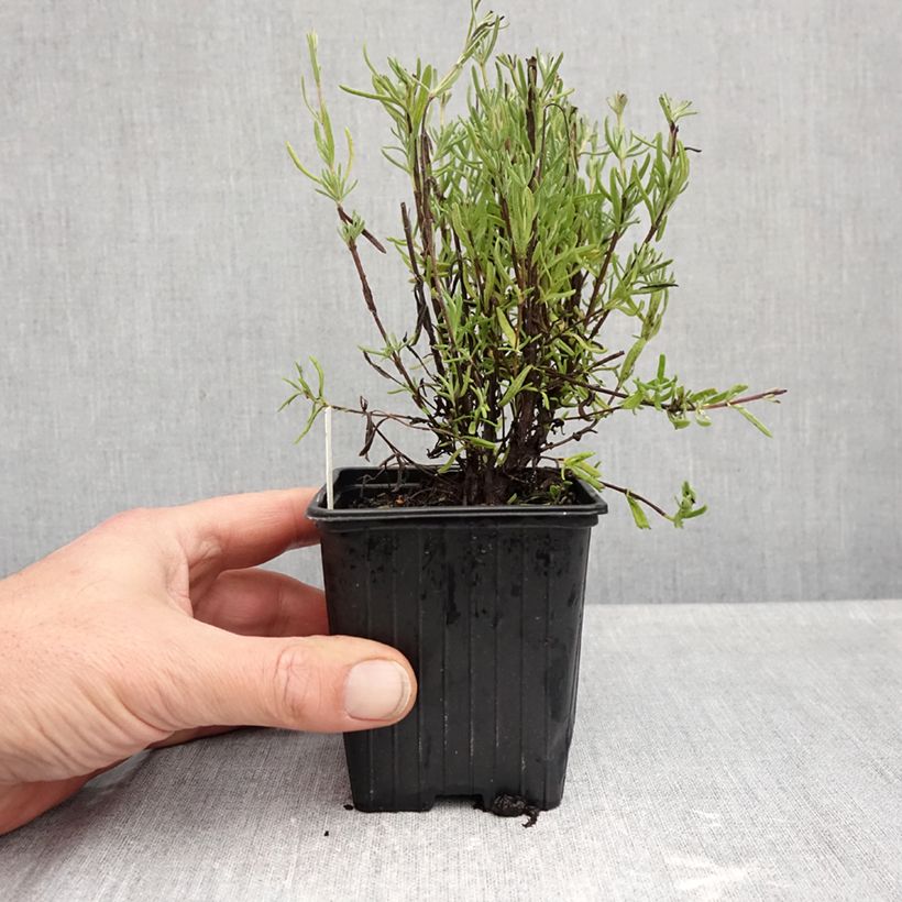 Ejemplar de Lavanda stoechas The Princess - Cantueso Maceta de 8/9 cm entregado en otoño