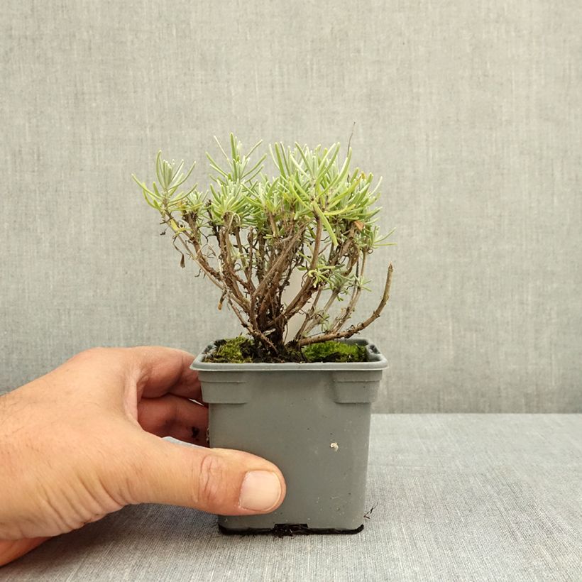 Ejemplar de Lavandula angustifolia Havana Maceta de 8/9 cm entregado en verano