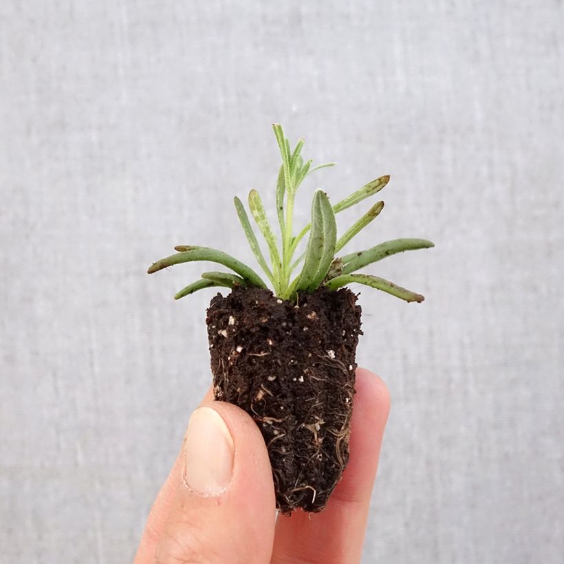 Lavanda angustifolia Hidcote minicepellón: Ø 3/4 cm Ejemplar entregado en la primavera