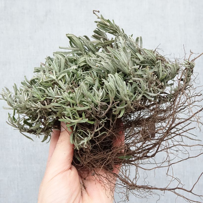 Lavanda angustifolia Hidcote Raíces desnudas Ejemplar entregado en invierno