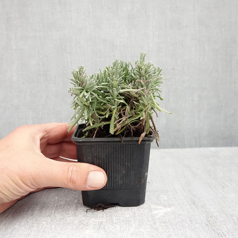 Ejemplar de Lavanda angustifolia Loddon Pink Maceta de 8/9 cm entregado en otoño