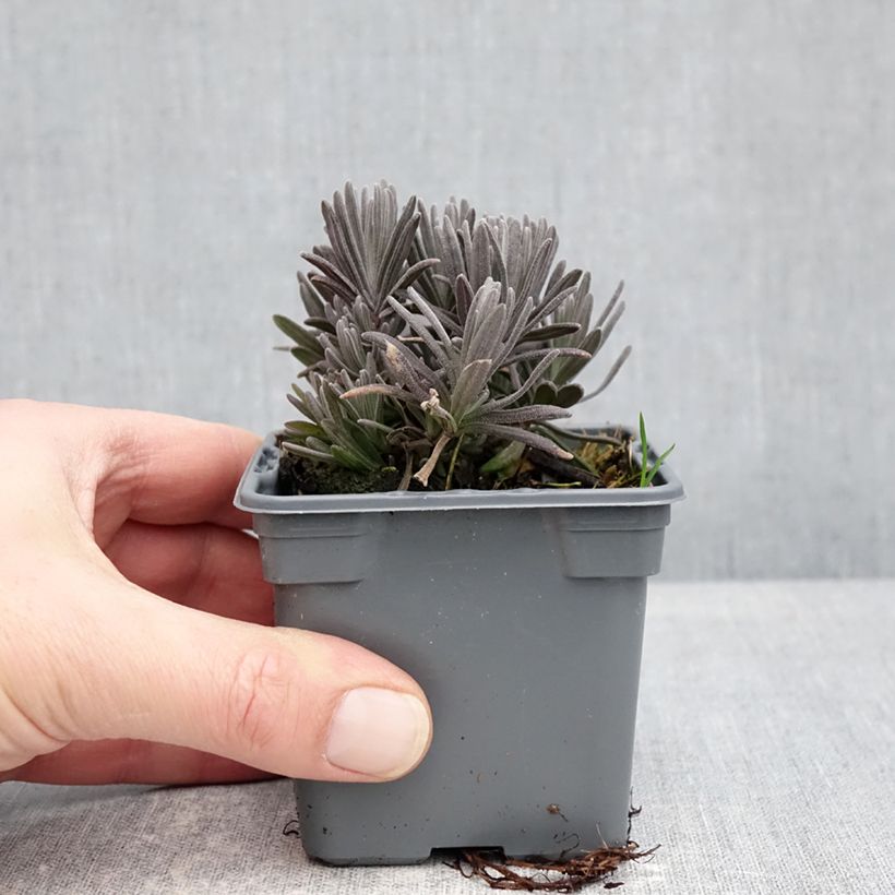 Lavanda angustifolia Loddon Pink Maceta de 8/9 cm Ejemplar entregado en invierno