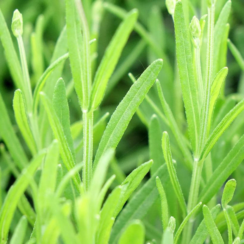 Lavanda angustifolia Middachten (Follaje)