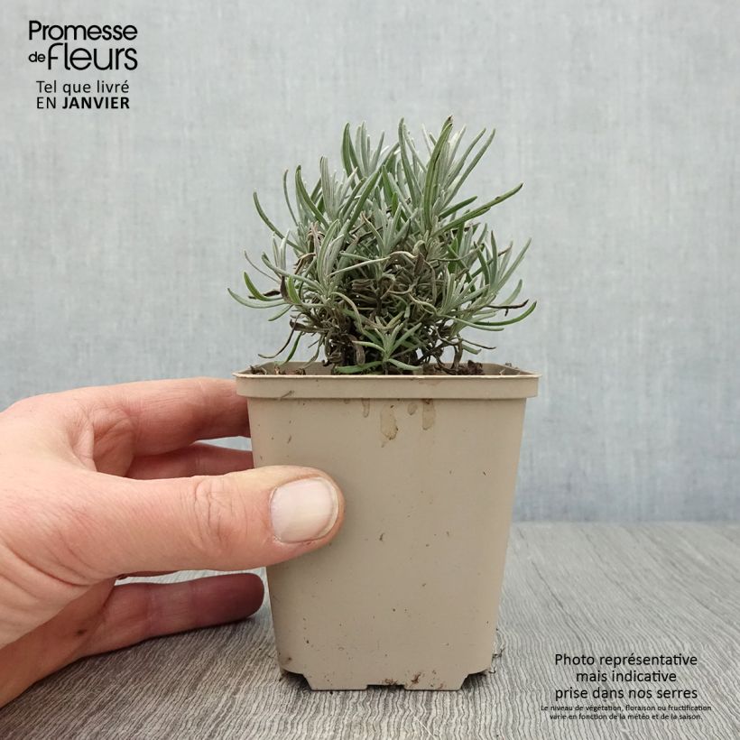 Lavanda angustifolia Siesta Maceta de 8/9 cm Ejemplar entregado en invierno