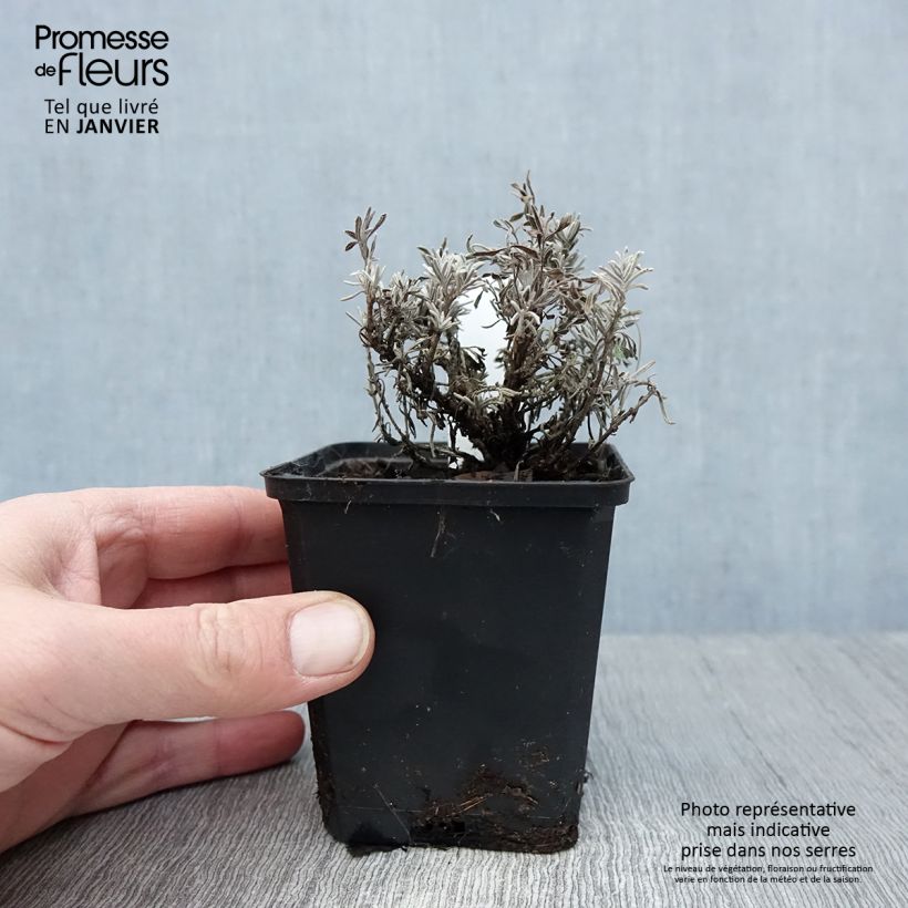 Lavanda angustifolia Essence Purple Maceta de 8/9 cm Ejemplar entregado en invierno