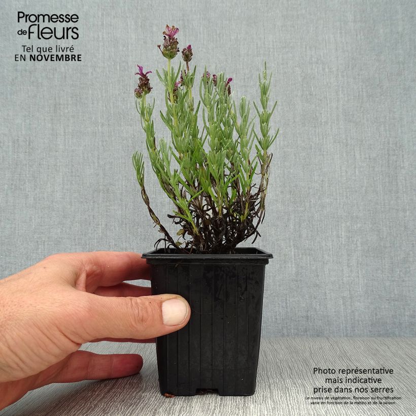 Ejemplar de Lavanda stoechas Magical Posy Pink - Cantueso Maceta de 8/9 cm entregado en otoño