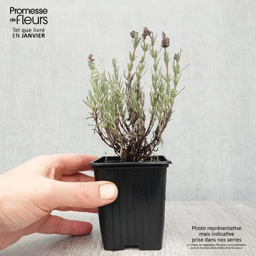 Lavanda stoechas Magical Posy Pink - Cantueso Maceta de 8/9 cm Ejemplar entregado en invierno