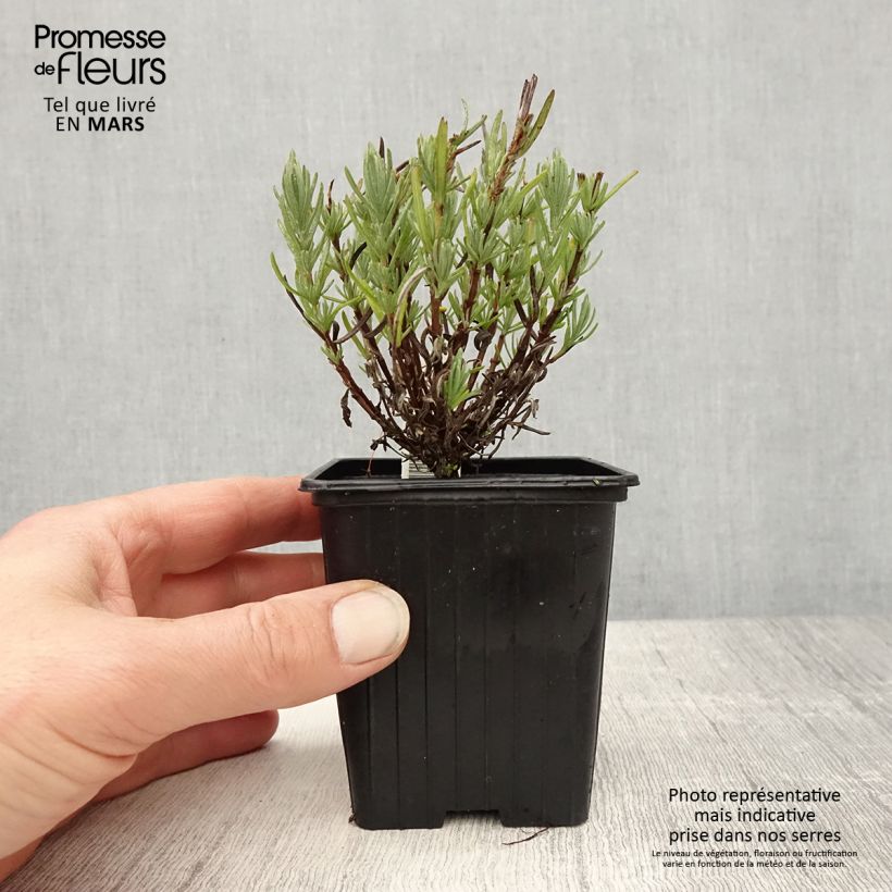 Lavanda stoechas Magical Posy Pink - Cantueso Maceta de 8/9 cm Ejemplar entregado en la primavera