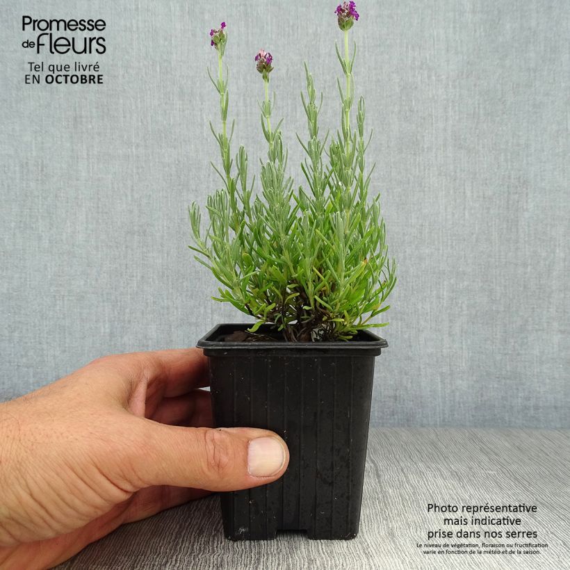 Ejemplar de Lavanda stoechas Magical Posy Purple - Cantueso Maceta de 8/9 cm entregado en otoño