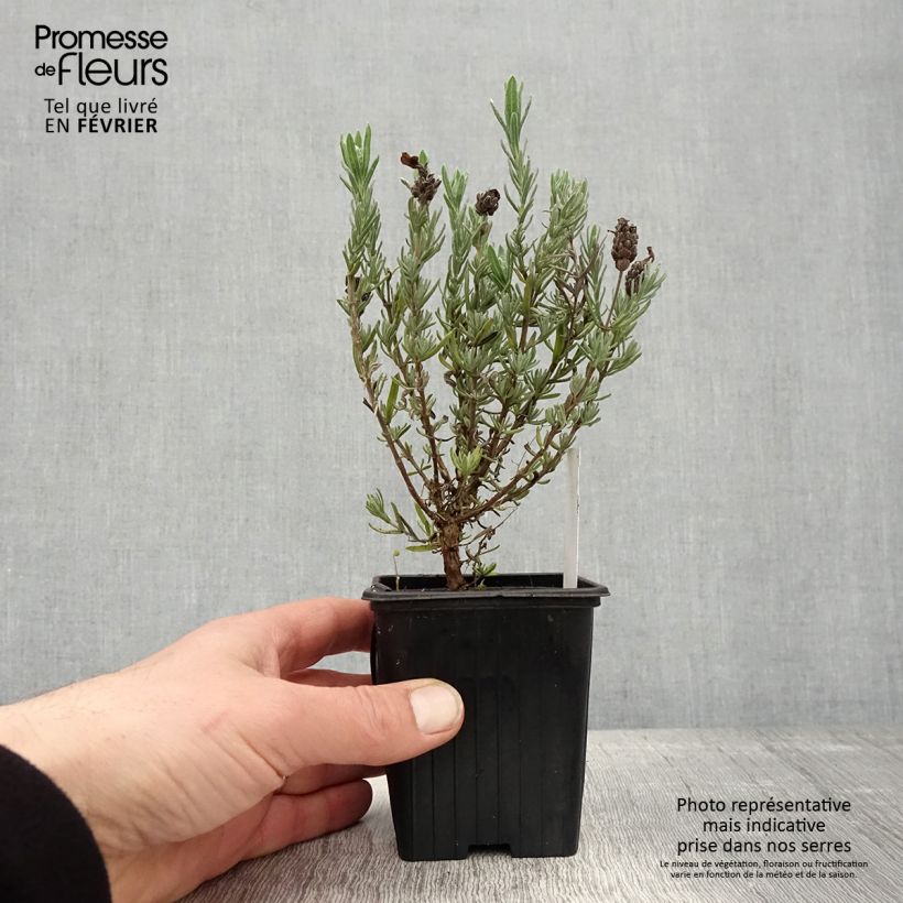 Lavanda stoechas Magical Posy Purple - Cantueso Maceta de 8/9 cm Ejemplar entregado en invierno