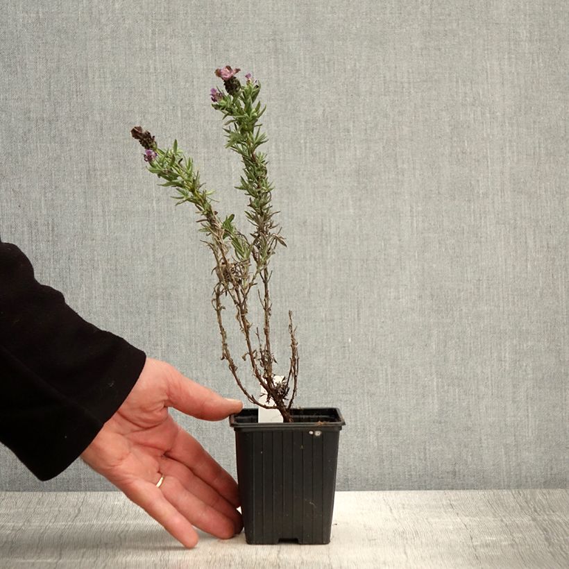 Lavanda stoechas Magical Posy Purple - Cantueso Maceta de 8/9 cm Ejemplar entregado en la primavera