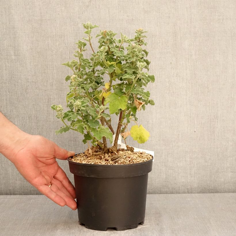 Lavatera Chamallow Maceta 3L/4L Ejemplar entregado en la primavera