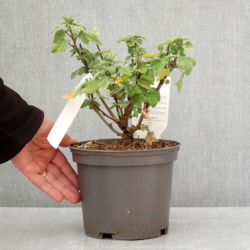 Lavatera Red Rum Maceta 2L/3L Ejemplar entregado en invierno