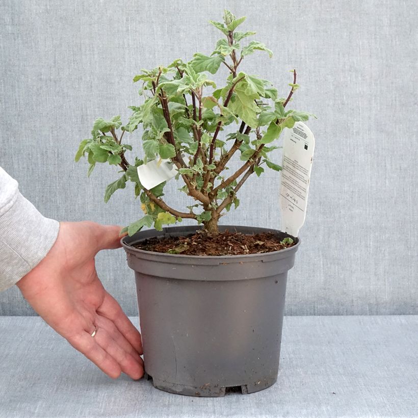 Lavatera Red Rum Maceta 2L/3L Ejemplar entregado en la primavera