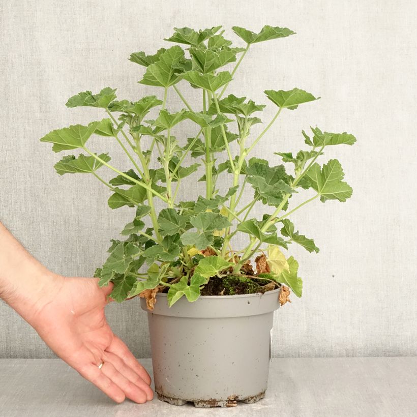 Lavatera Barnsley Baby Maceta 2L/3L Ejemplar entregado en la primavera