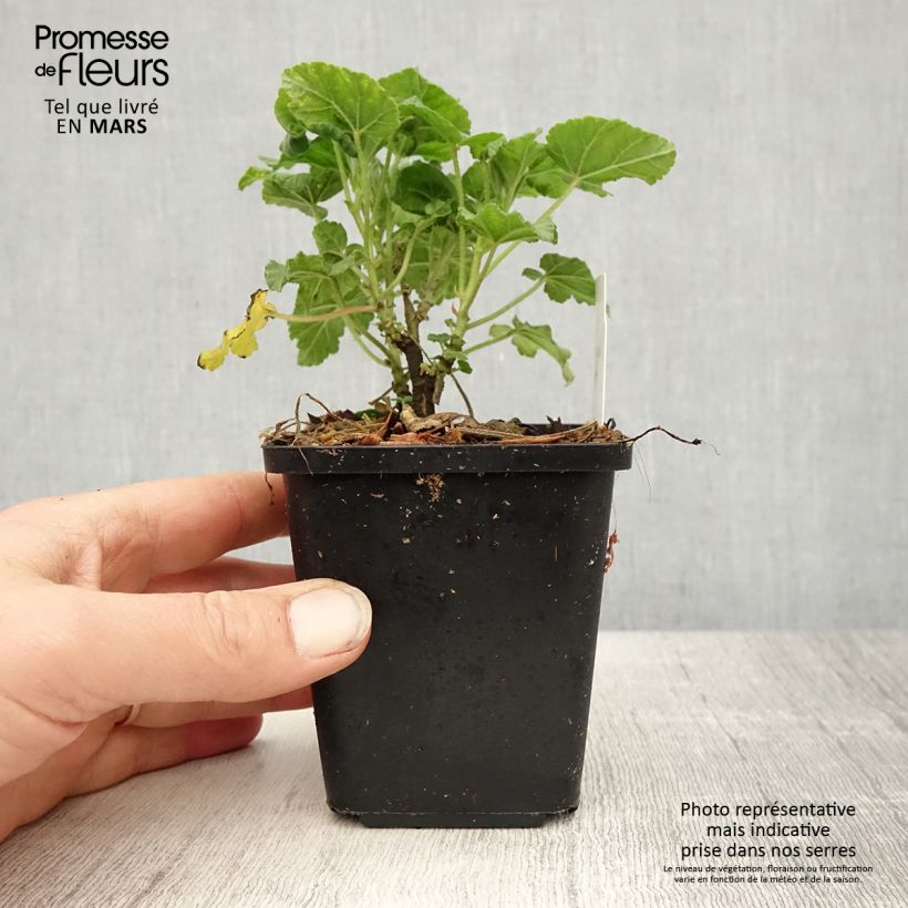 Lavatera Burgundy Wine Maceta de 8/9 cm Ejemplar entregado en la primavera