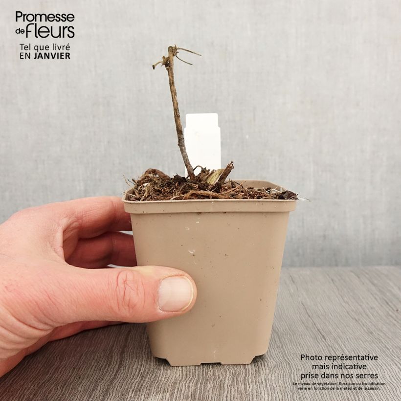 Lavatera White Angel Maceta de 8/9 cm Ejemplar entregado en invierno