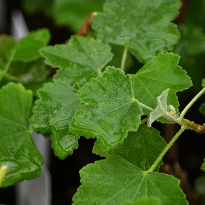 Lavatera maritima Bicolor (Follaje)