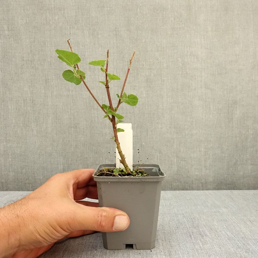 Ejemplar de Lavatera thuringiaca Bredon Springs Maceta de 8/9 cm entregado en verano