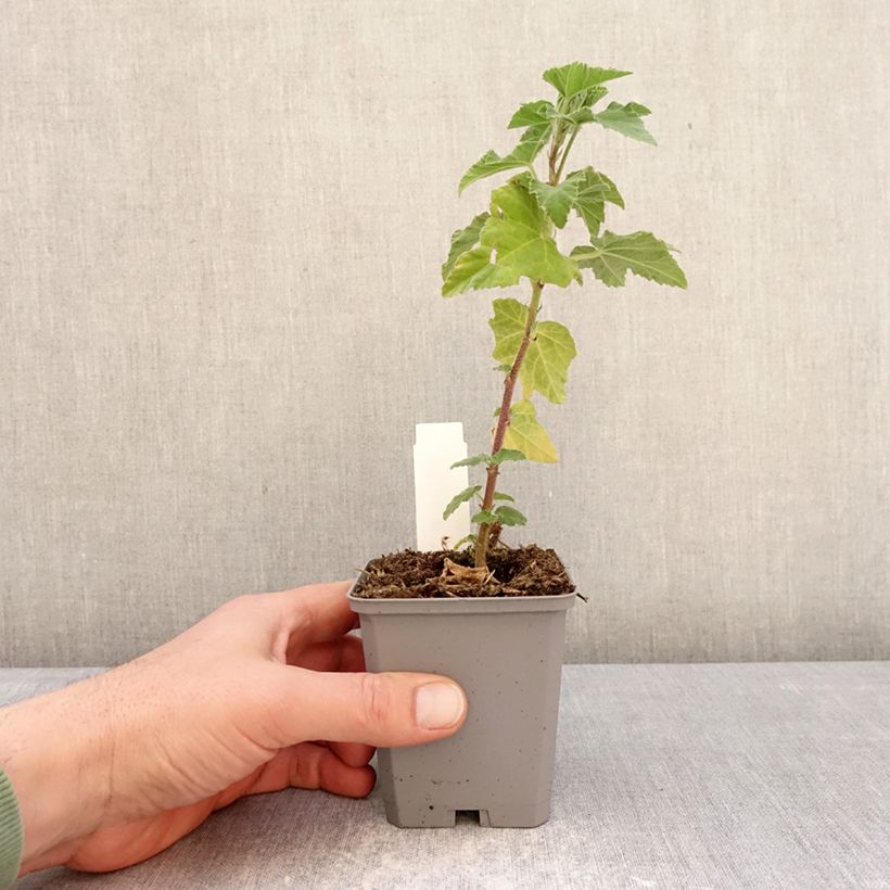 Lavatera thuringiaca Bredon Springs Maceta de 8/9 cm Ejemplar entregado en invierno