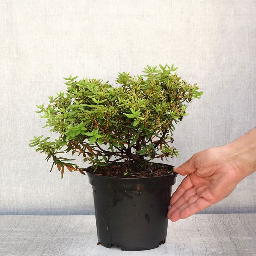 Ejemplar de Ledum groenlandicum Helma Maceta 2L/3L entregado en verano